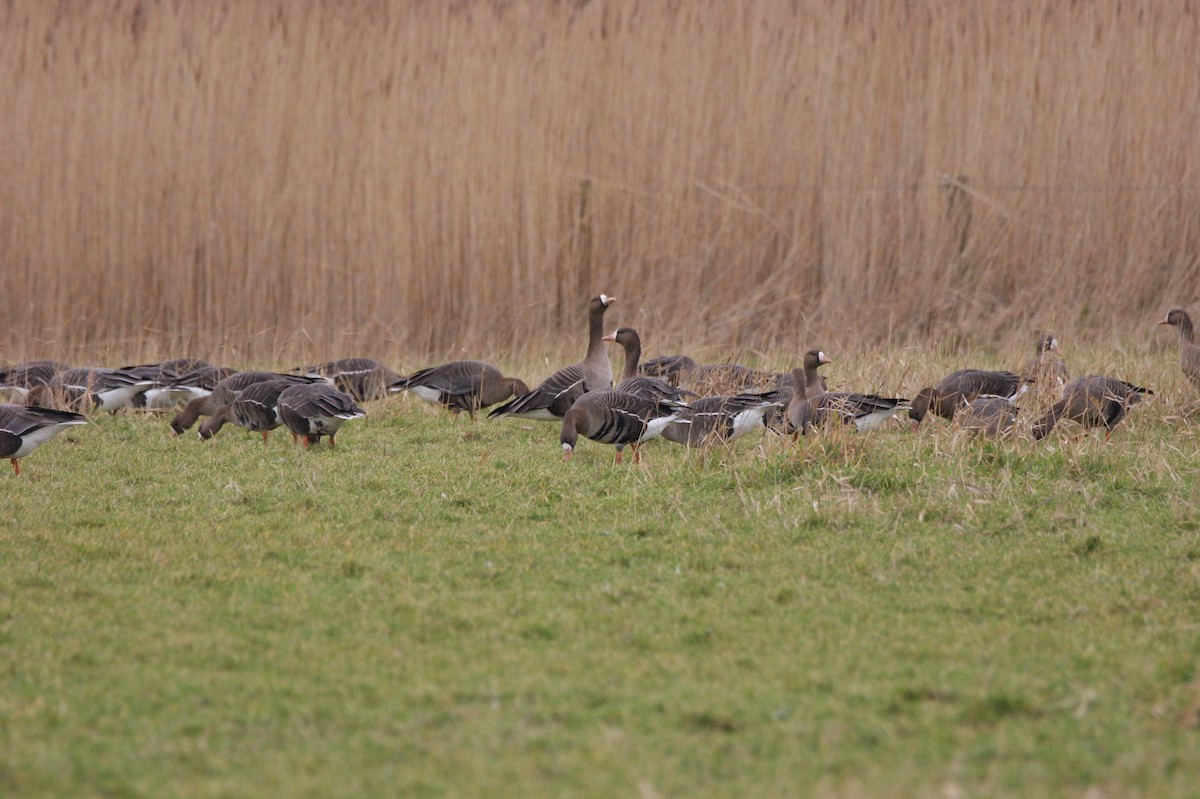 Greater White-fronted Goose - ML565959981