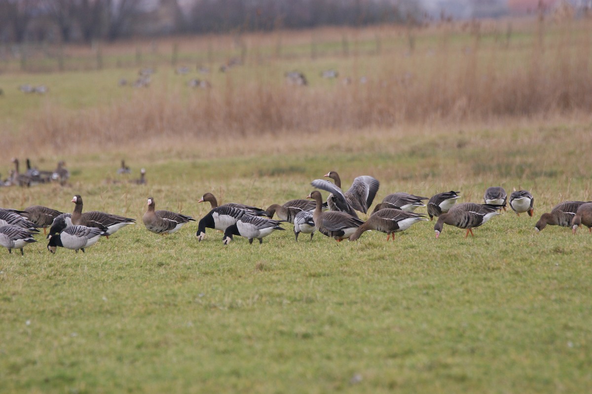 Greater White-fronted Goose - ML565959991