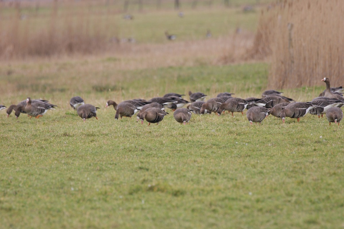 Greater White-fronted Goose - ML565960001