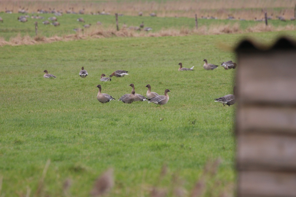 Pink-footed Goose - Léo Roumieu