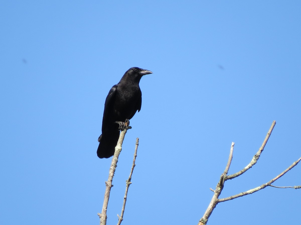 American Crow - Jenifer Glagowski