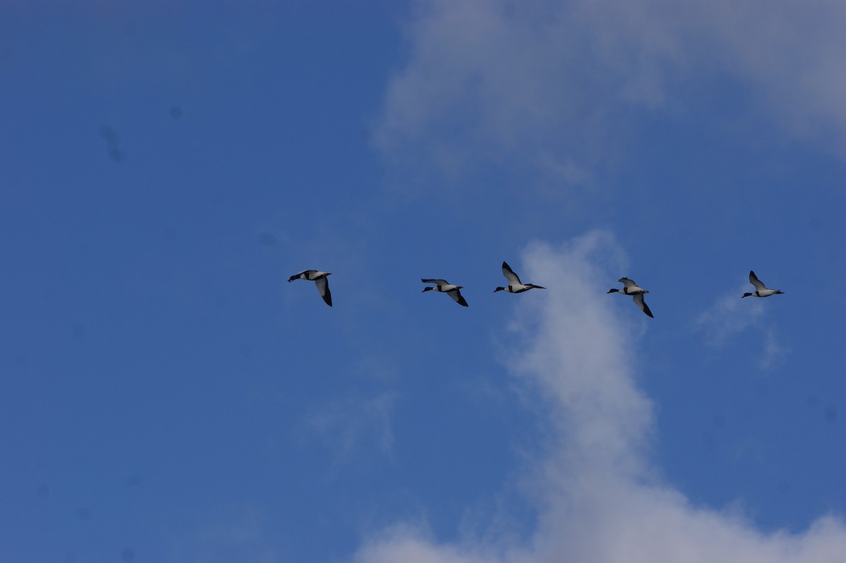 Common Shelduck - ML565960331