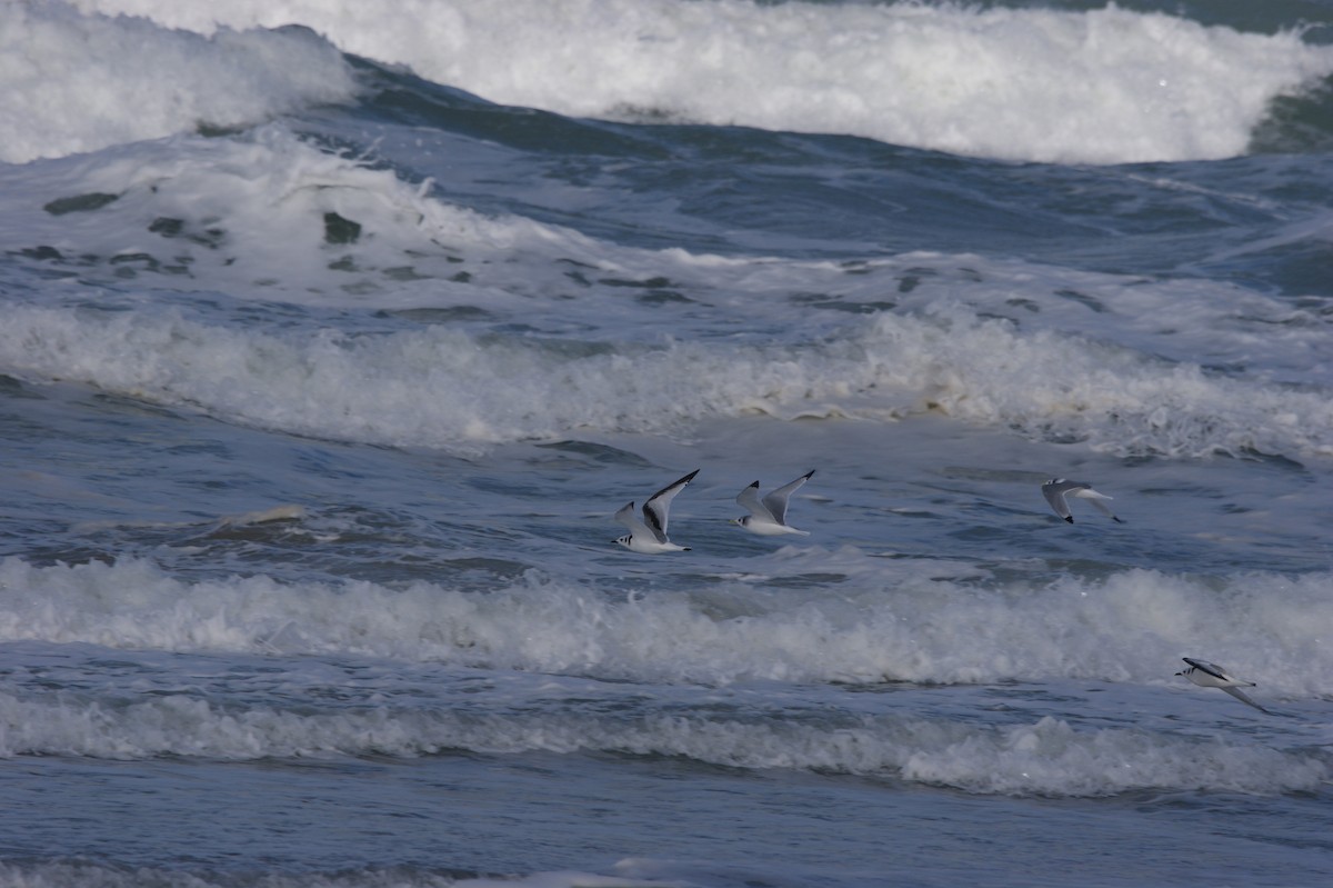 Black-legged Kittiwake - ML565960371