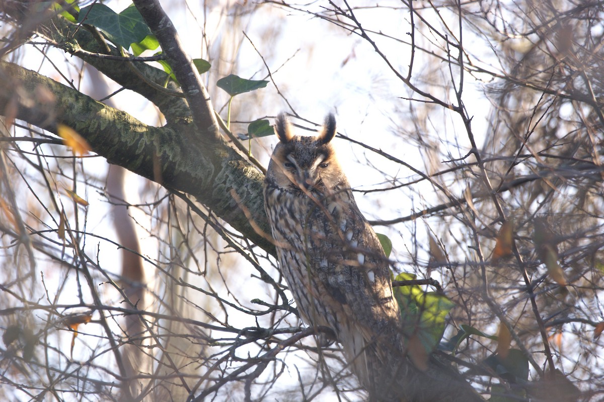 Long-eared Owl - ML565960601