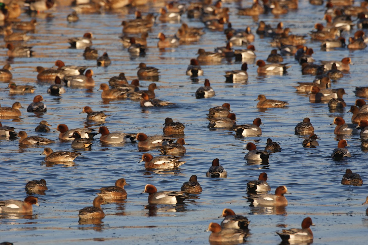 Eurasian Wigeon - ML565960721