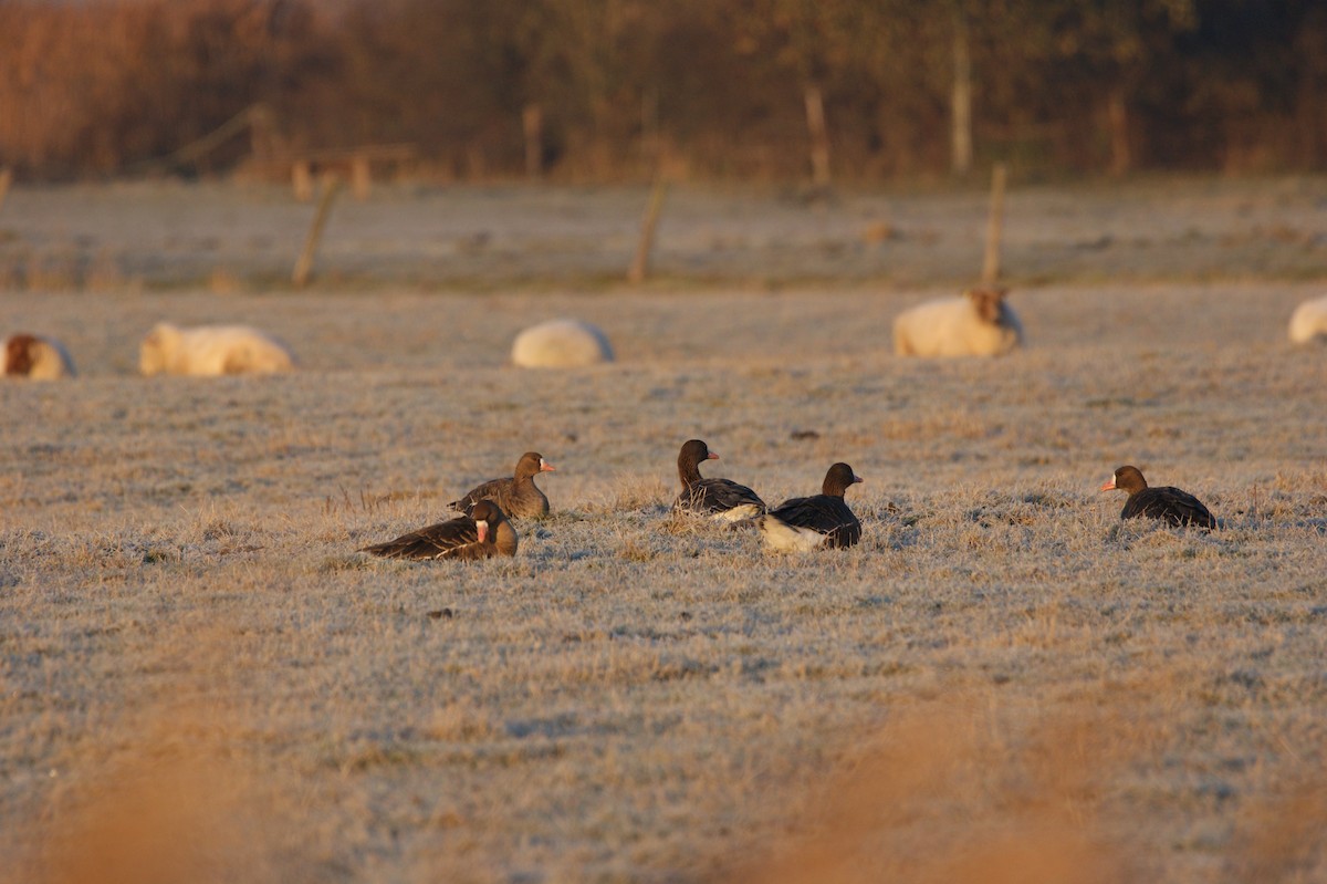 Greater White-fronted Goose - ML565960761