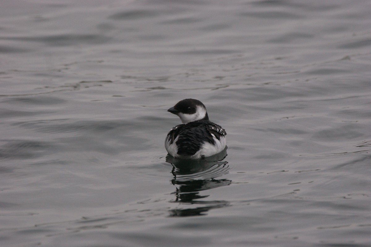 Dovekie - ML565960951