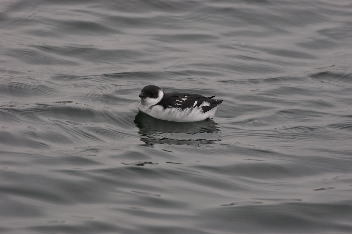 Dovekie - ML565960961