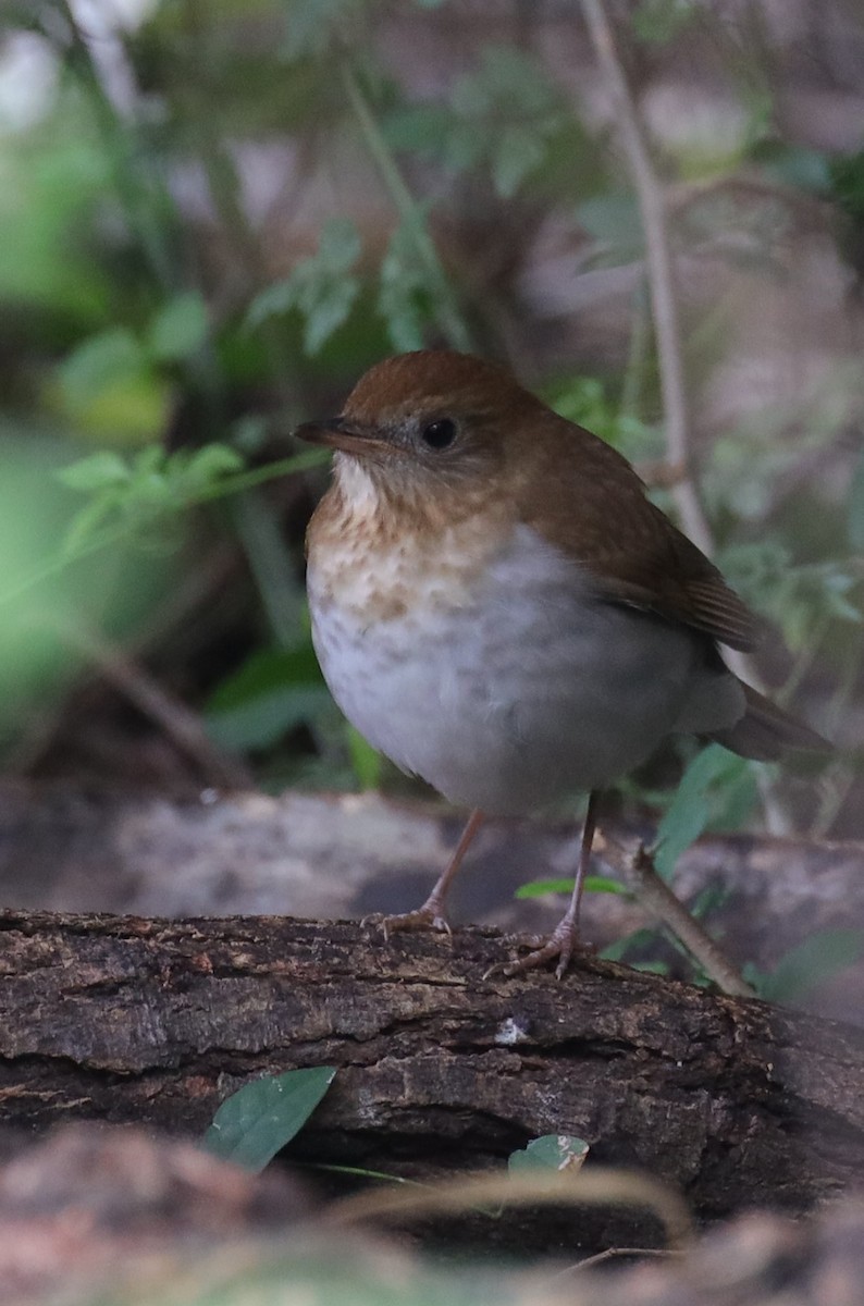 Veery - ML565961221