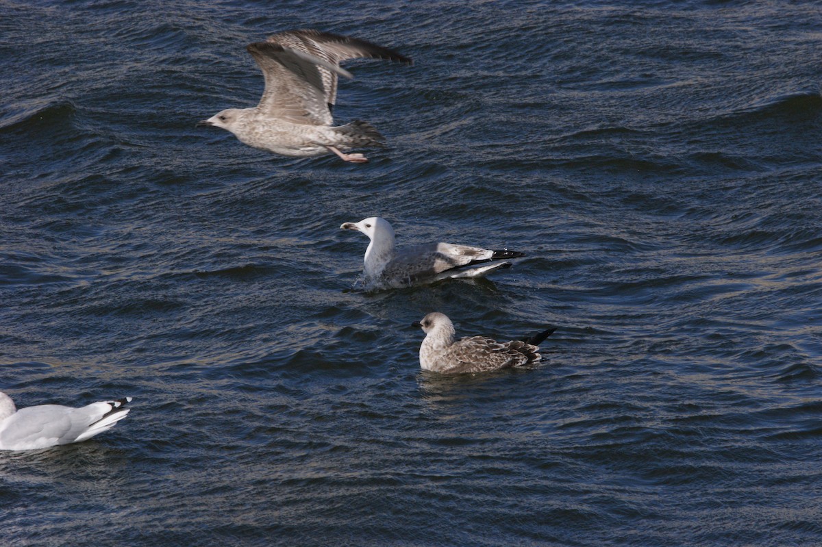 Caspian Gull - ML565961251