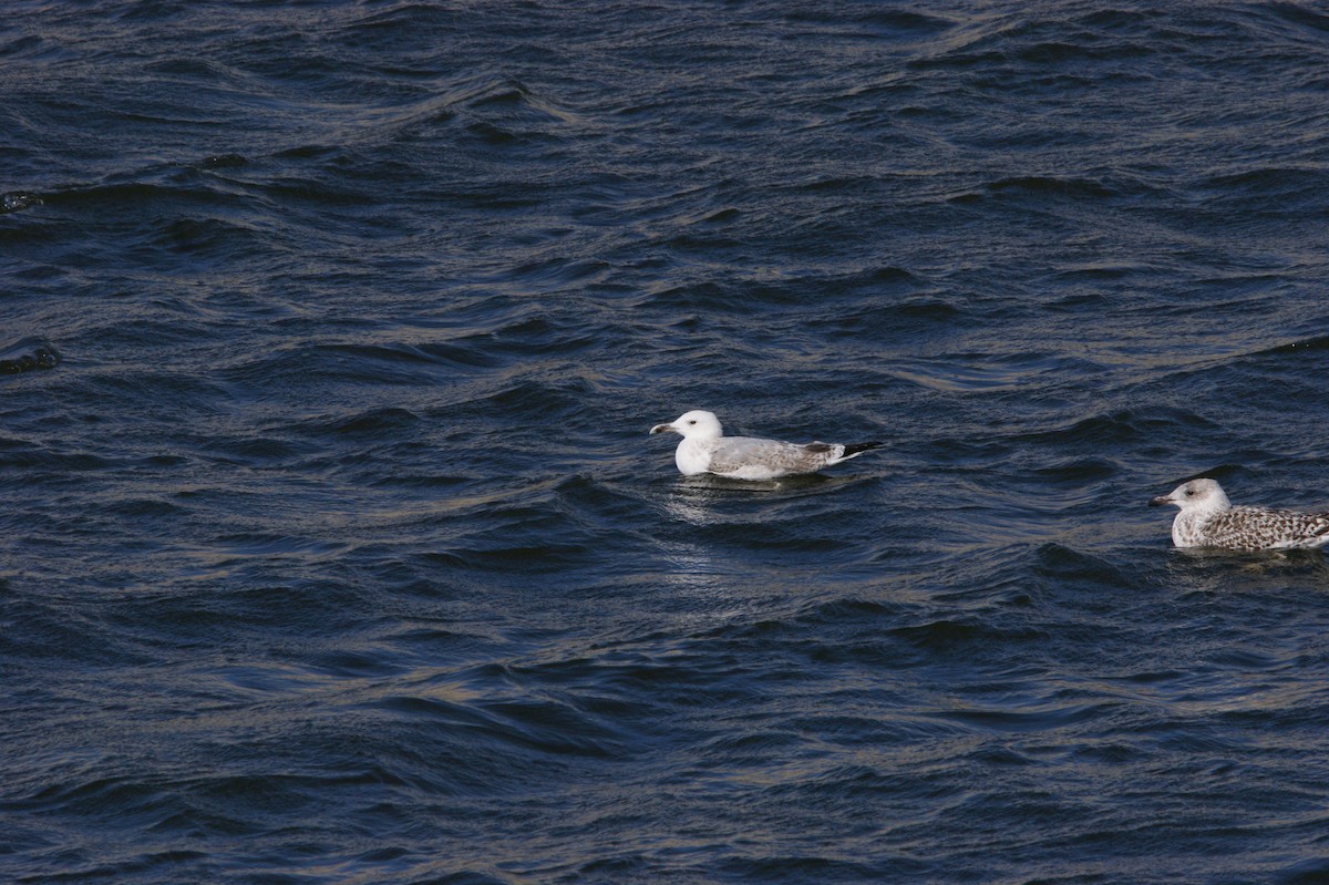 Caspian Gull - ML565961261