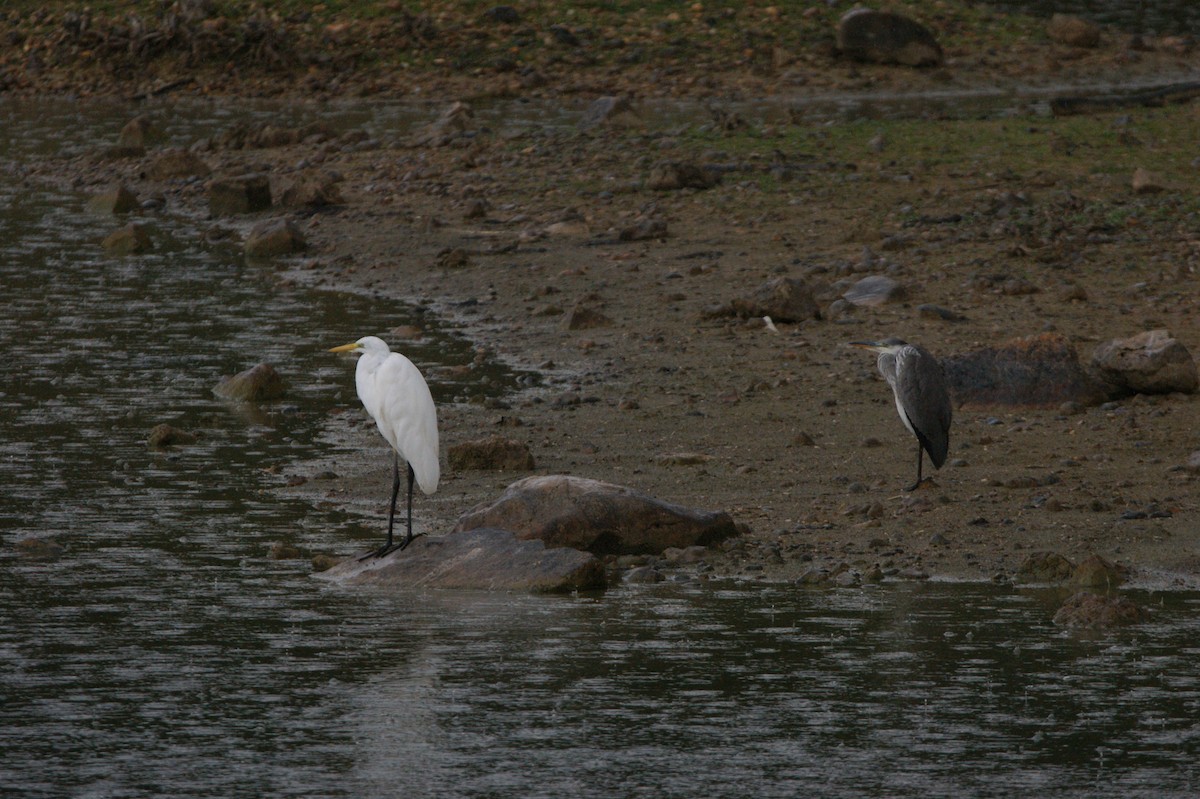 Great Egret - ML565961651
