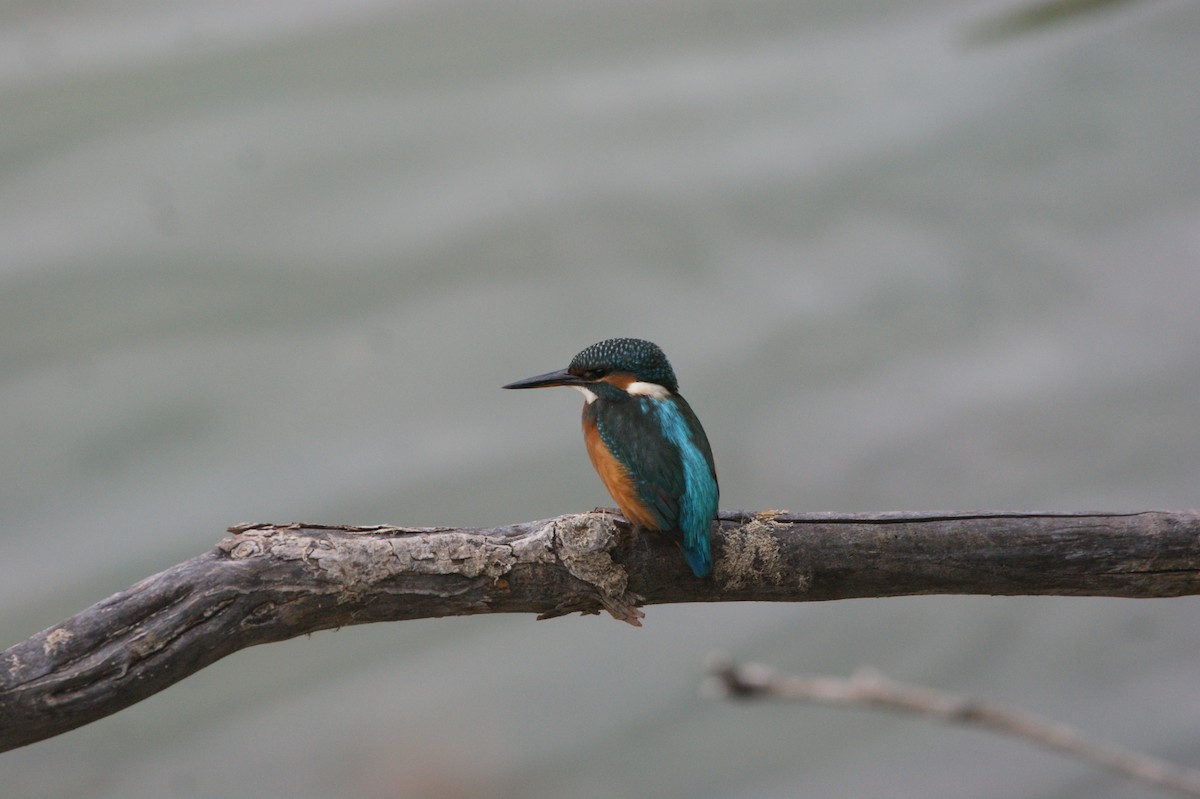 Common Kingfisher - ML565961811