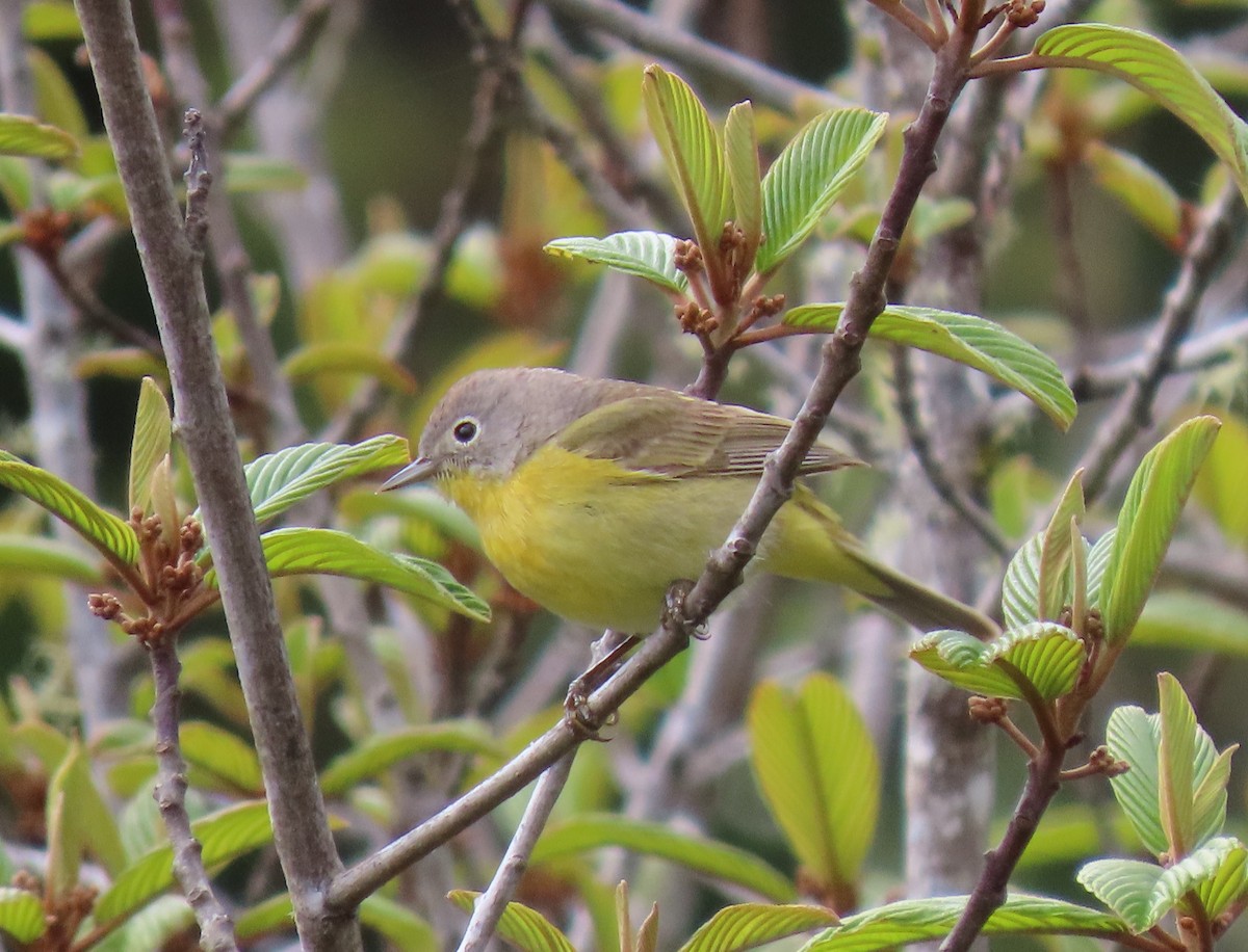 Nashville Warbler - Jay Withgott