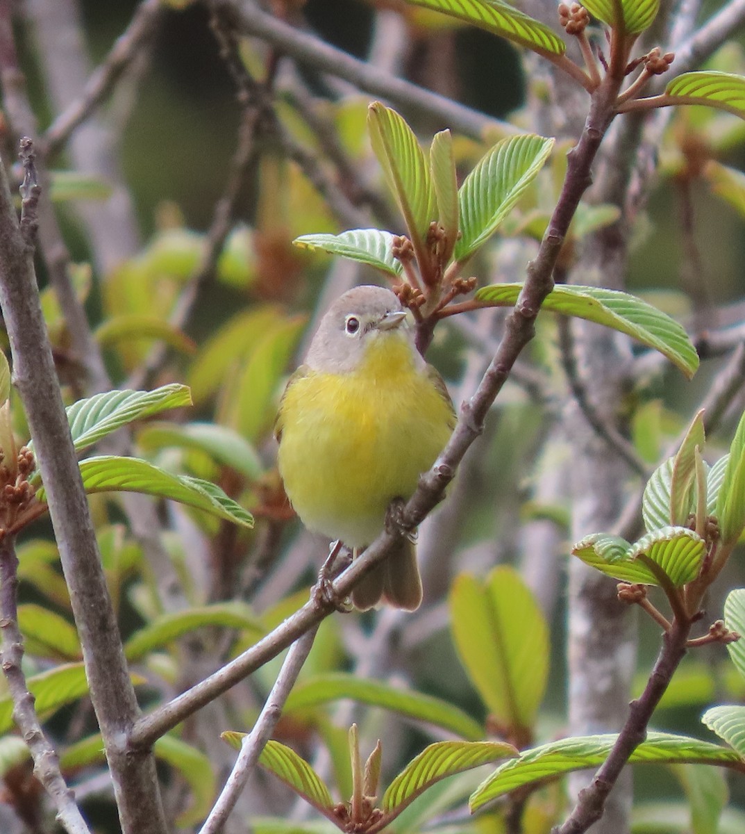 Nashville Warbler - Jay Withgott