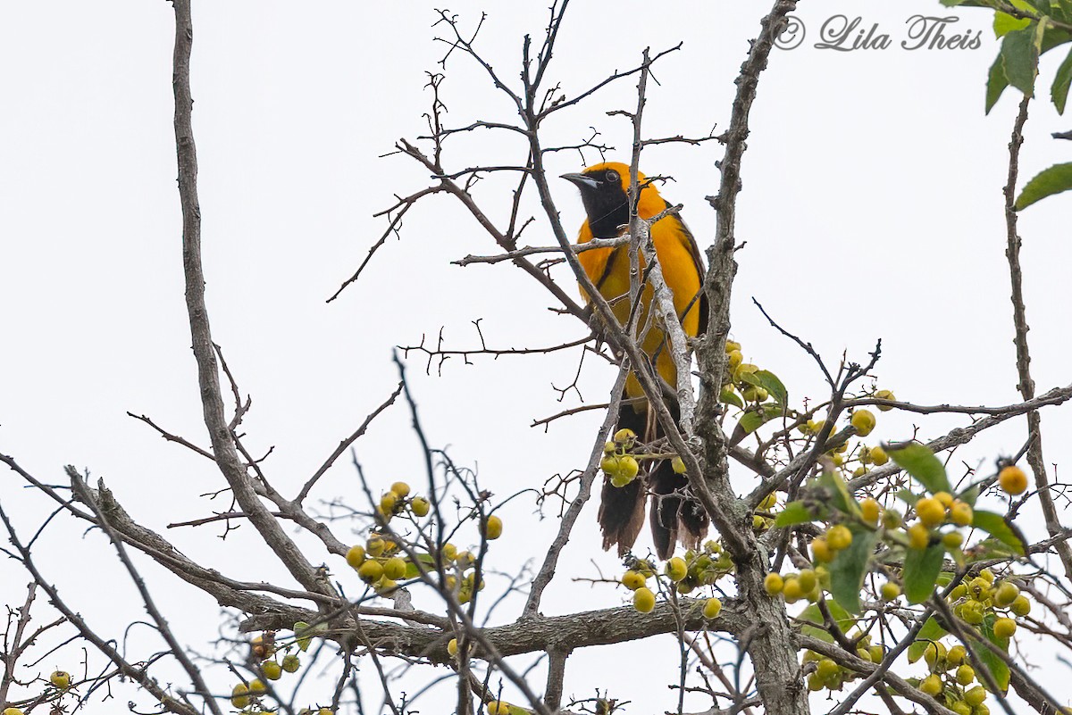 Oriole masqué - ML565962911