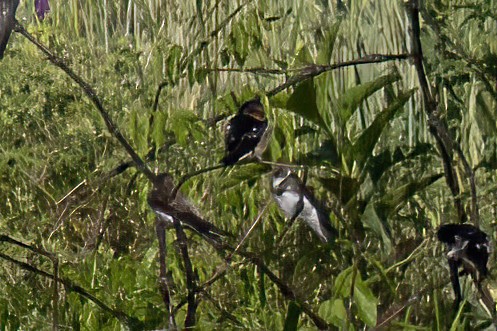 Bank Swallow - ML565964981