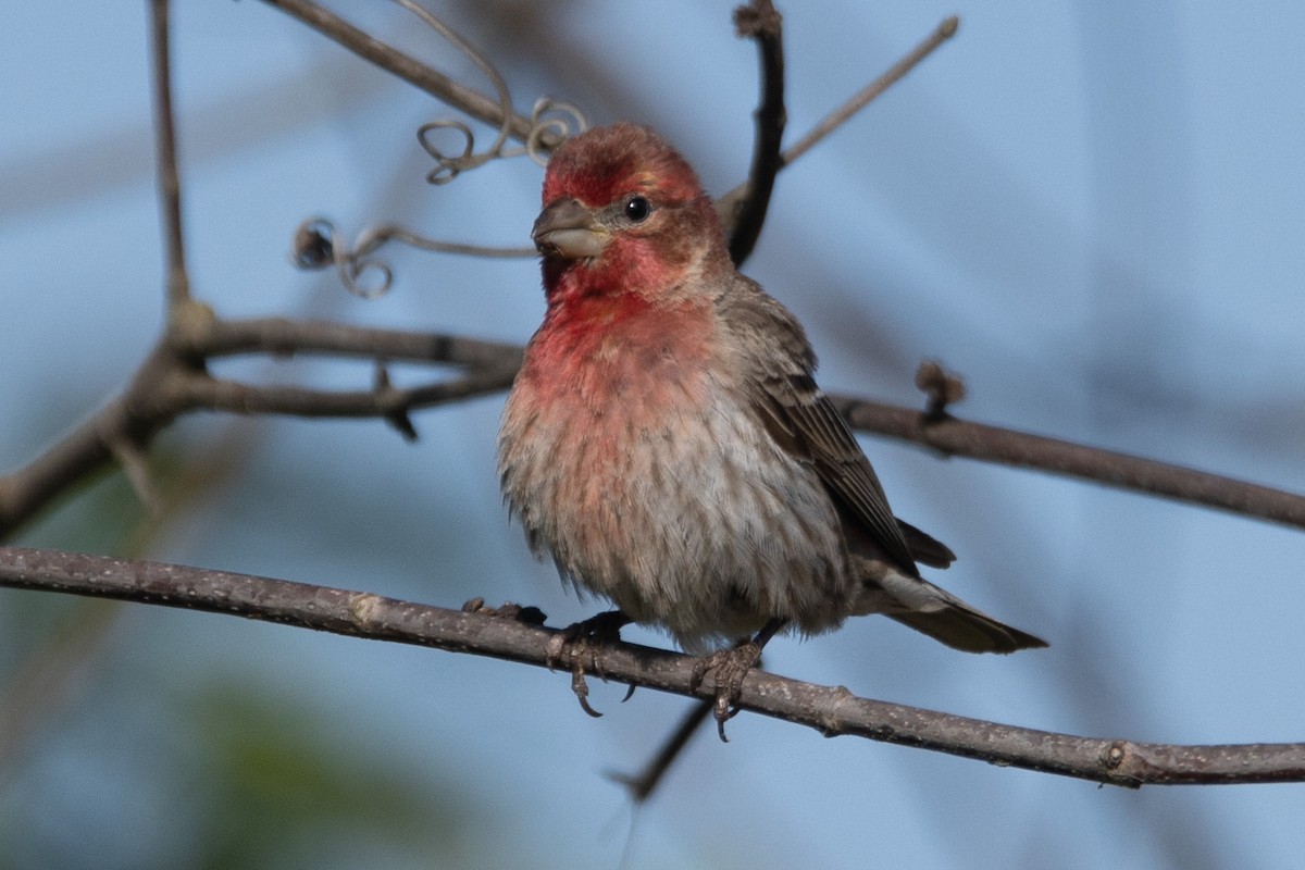 House Finch - ML565965031