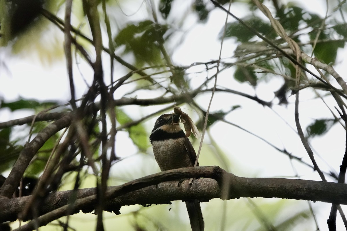 Chestnut-capped Puffbird - ML565965141