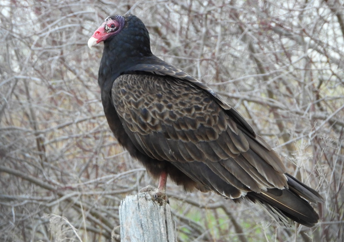 Turkey Vulture - ML565965391