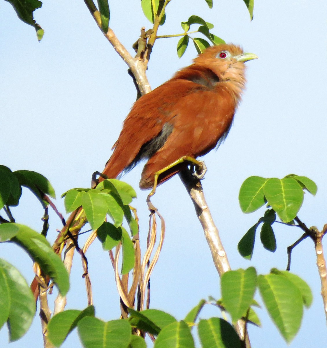 Mexican Squirrel-Cuckoo - ML565965941