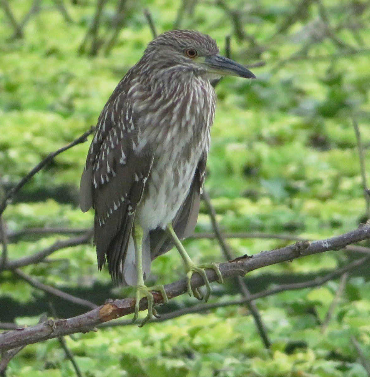 Black-crowned Night Heron - ML565965981