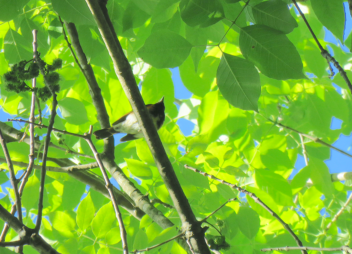 American Redstart - ML565966061