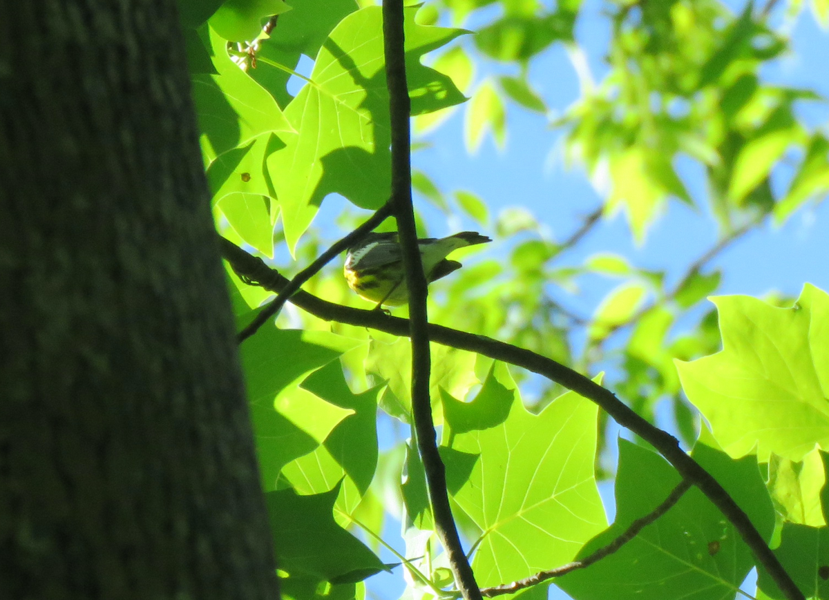 Magnolia Warbler - ML565966211