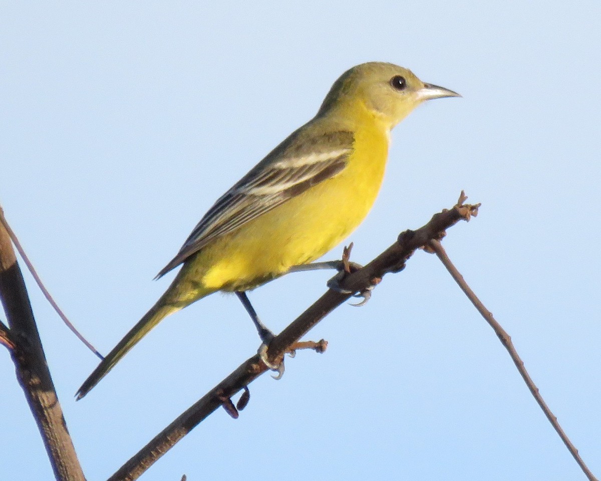 Orchard Oriole - ML565966241