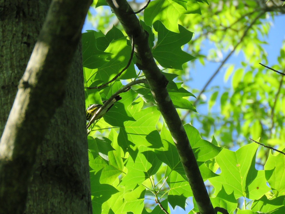 Magnolia Warbler - ML565966311