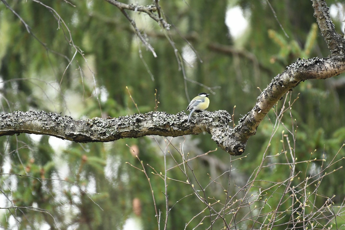 Mésange charbonnière - ML565966871