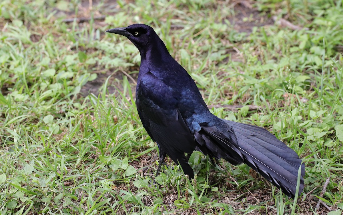 Great-tailed Grackle - ML565966941