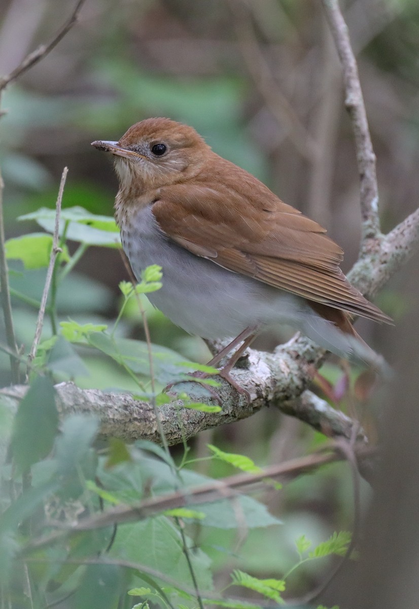 Veery - ML565967141