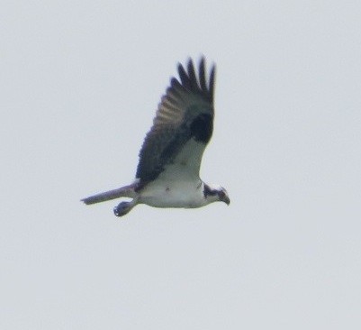 Osprey - ML565968191