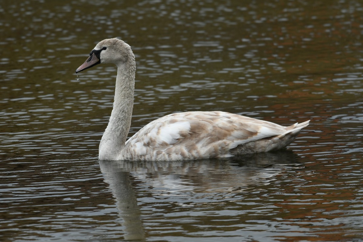 Cygne tuberculé - ML565968851
