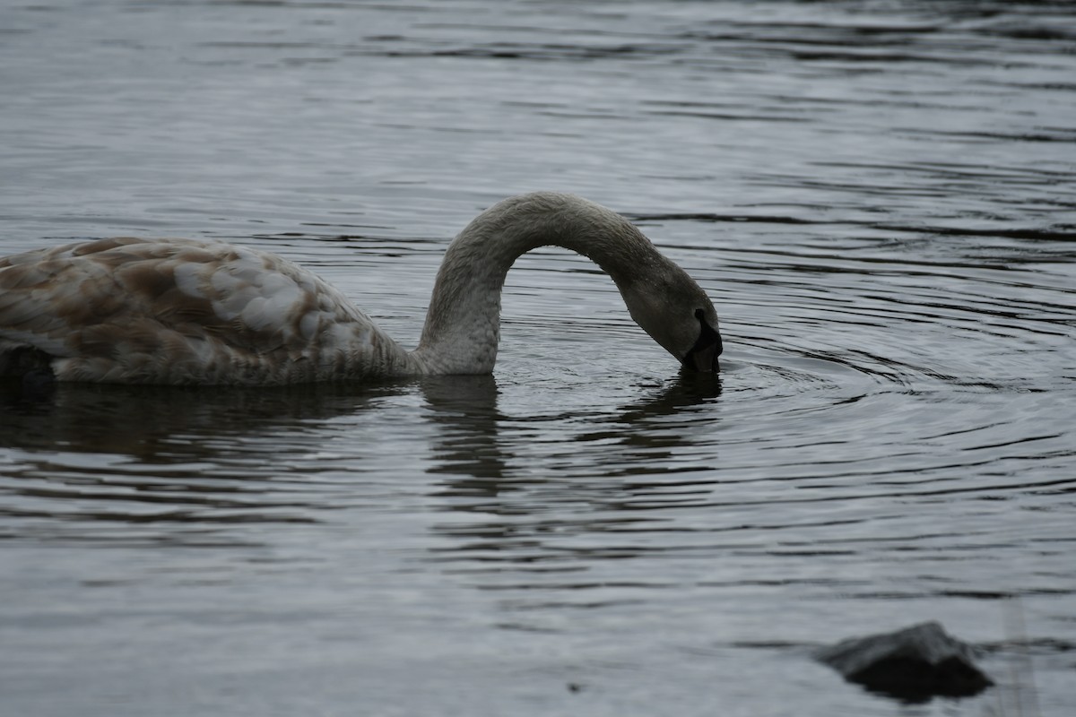 Cygne tuberculé - ML565968871