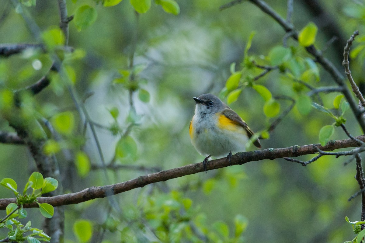 American Redstart - Taylor Long