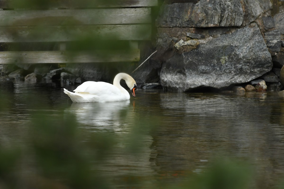 Cygne tuberculé - ML565969291