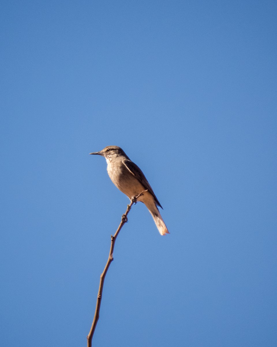 Black-billed Shrike-Tyrant - ML565969761