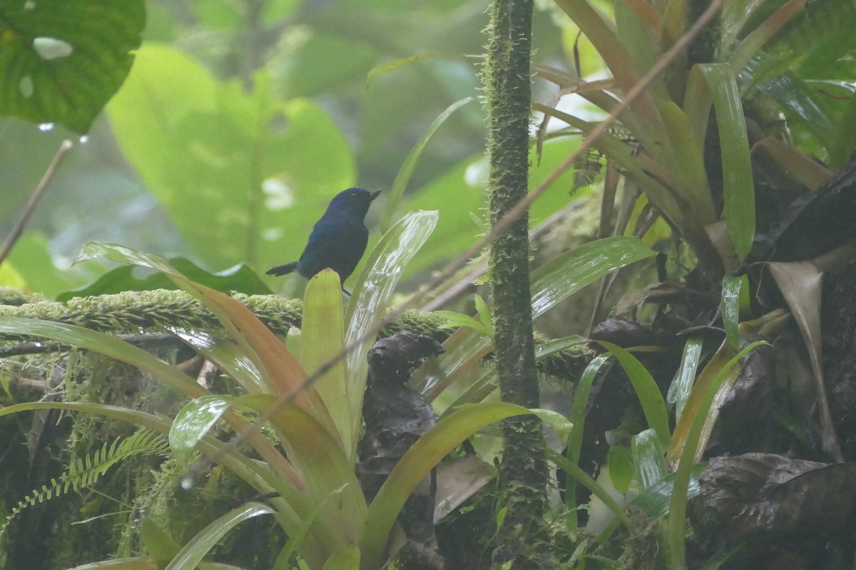 Indigo Flowerpiercer - ML56597061