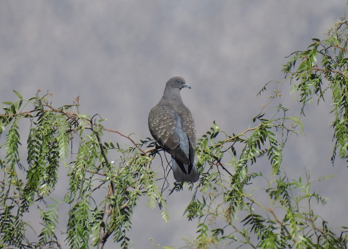 Spot-winged Pigeon - Maria Rivero