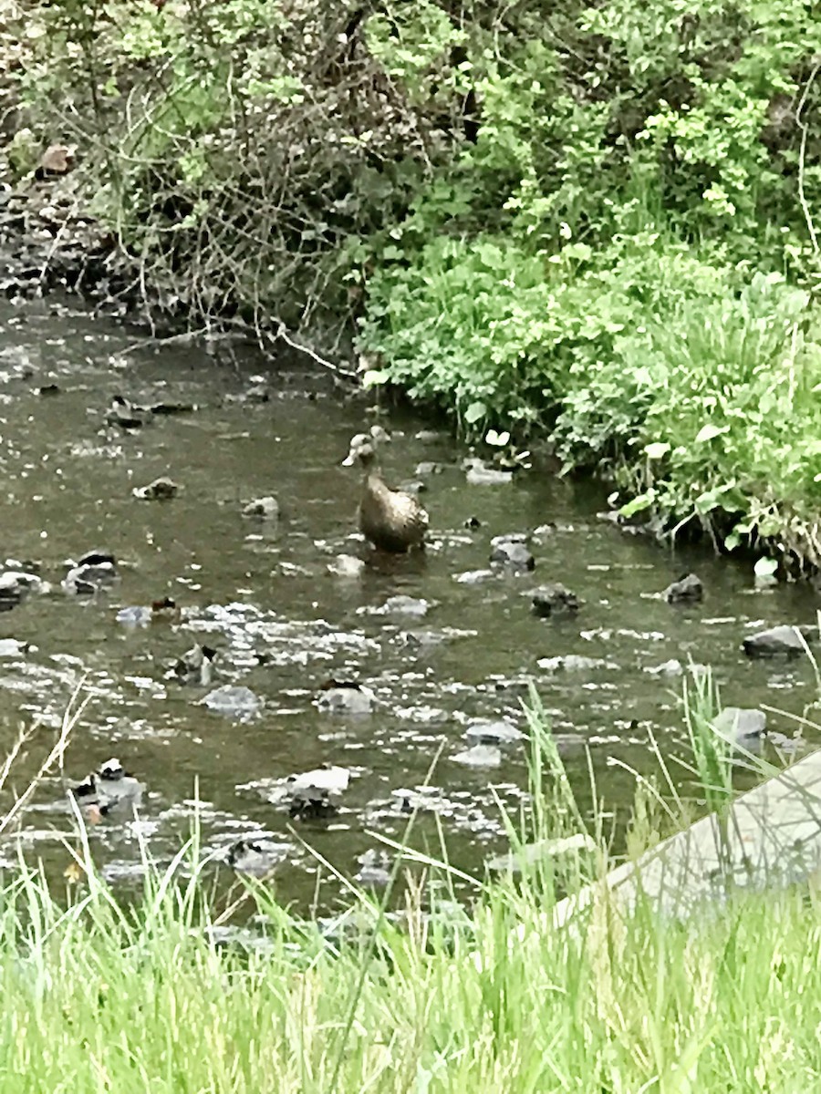 Blue-winged Teal - ML565971461