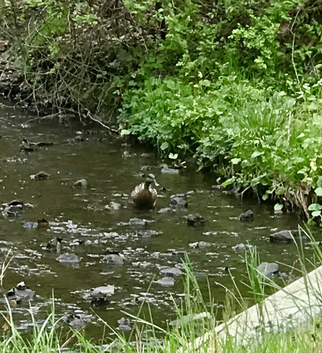 Blue-winged Teal - ML565971471