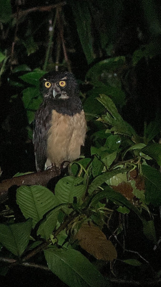 Spectacled Owl - ML565972311