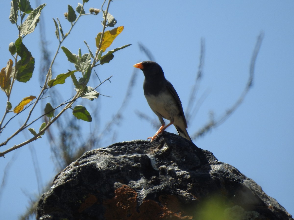 Band-tailed Sierra Finch - Maria Rivero