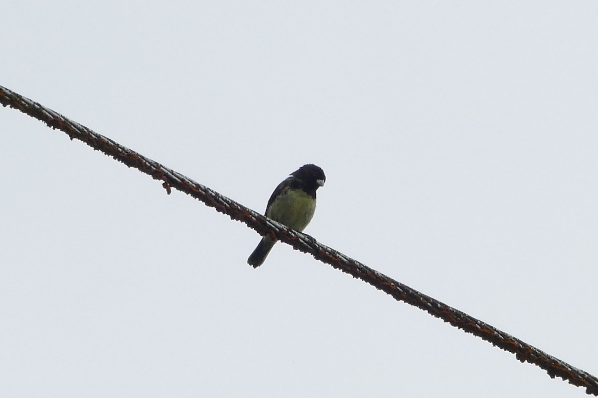 Yellow-bellied Seedeater - Peter Kaestner