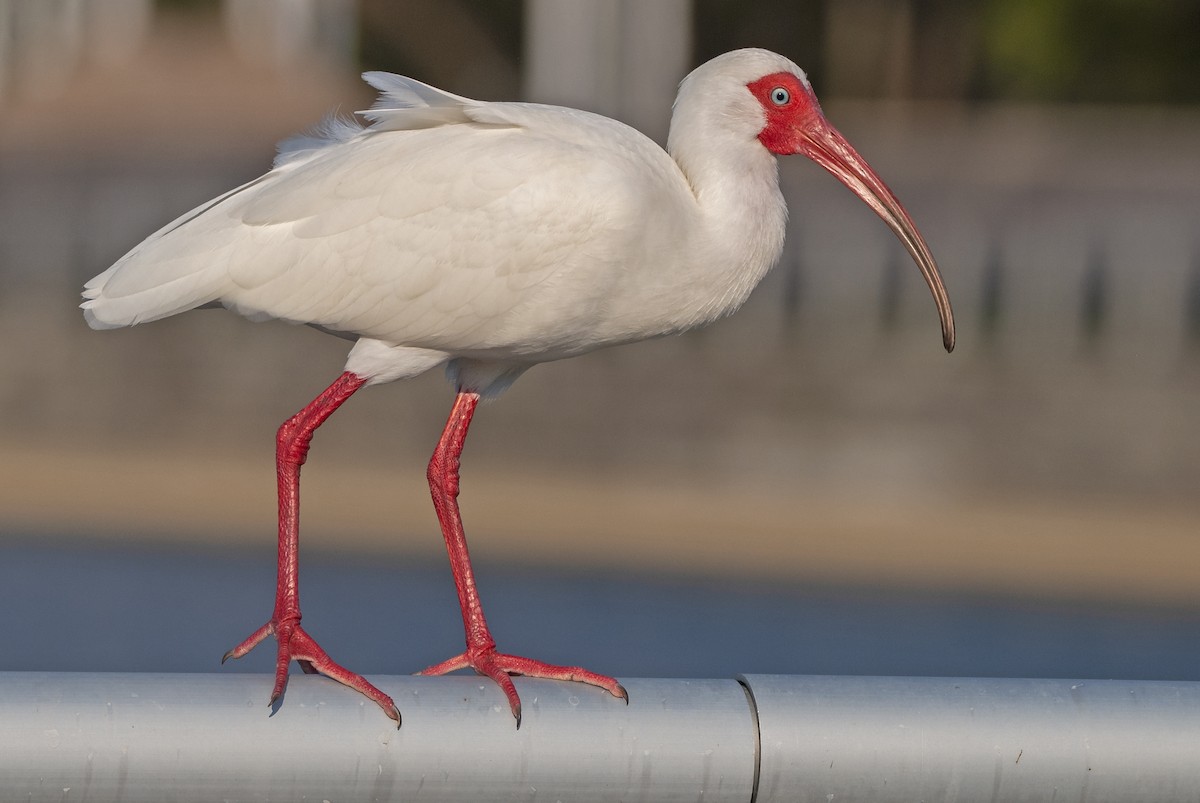 White Ibis - Andrew Simon