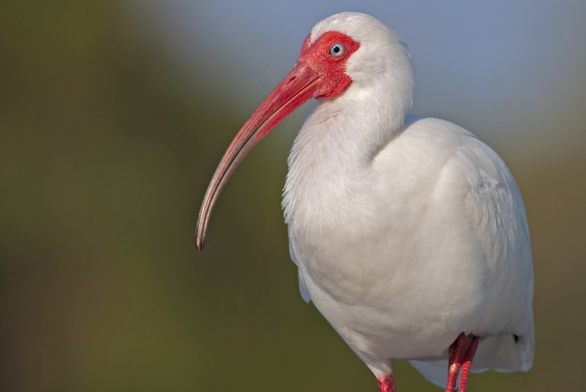 White Ibis - ML565973101