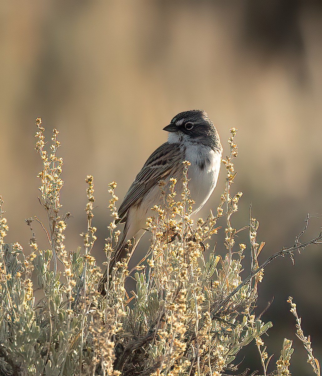 Sagebrush Sparrow - Steve Sherman