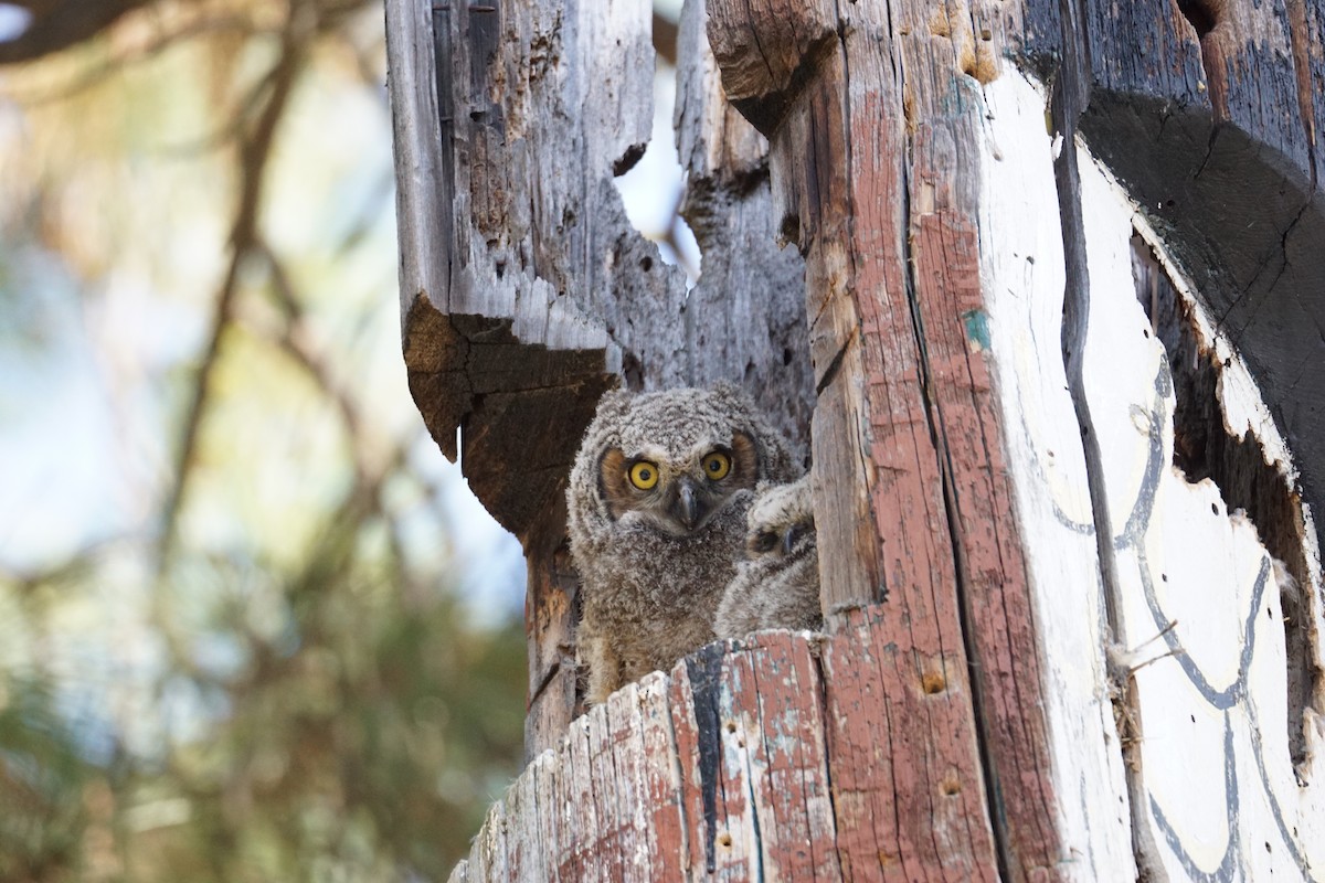 Great Horned Owl - ML565973411